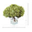 Hortensias dans un vase en verre-106608490-68378897