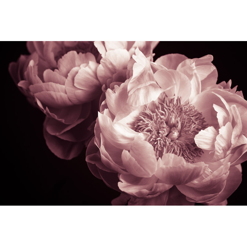 Peony Low Key by Esolla - Wrapped Canvas Print, 81cm H x 122cm W