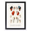 Mollusc Shell Illustrations PL. 20 by Charles D' Orbigny - Framed Print-55610191-55610193