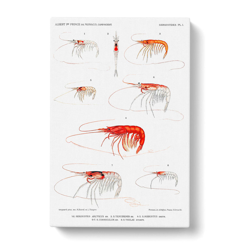 Selection Of Shrimp by Albert I - Wrapped Canvas Painting, 76cm H x 50cm W x 3cm D