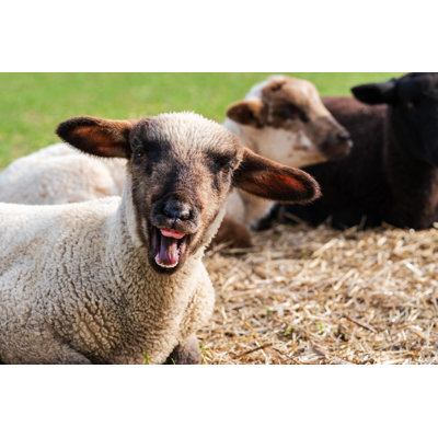 Crazy Sheep by Sebastian Frank - Wrapped Canvas Print
