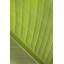Verde Delicato Print by Karyn Millet-70492183