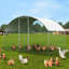 5.9m² Chicken Run