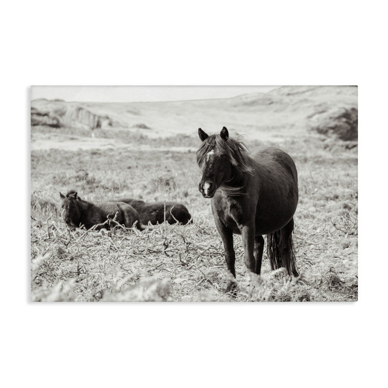 «Dartmoor Pony Lounging», art mural par Deborah Revell, H 30 po x l 45 po