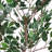 Artificial Ficus Tree With Black Plastic Pot-552980803