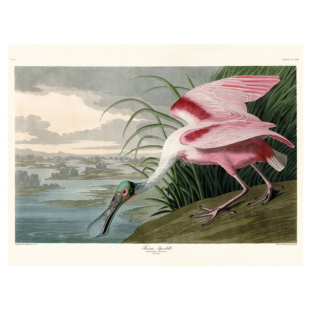 JOHN JAMES AUDUBON (ROSEATE SPOONBILL) 60X80 CANVAS - Leinwand