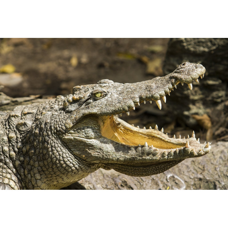 Crocodile Head by Nopparatk - No Frame Print, 30cm H x 46cm W x 3.8cm D