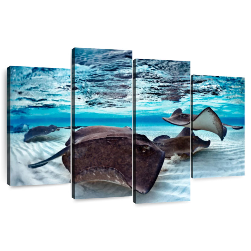 Stingrays Sea Life
