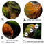 «Parrots Emerald Magical Melody II», reproduction sur toile-97092924-97092925
