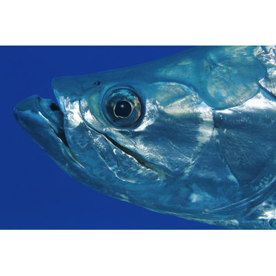 " Closeup Of Tarpon - Bonaire "