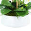 Orchid Arrangement in a Round Ceramic Vase