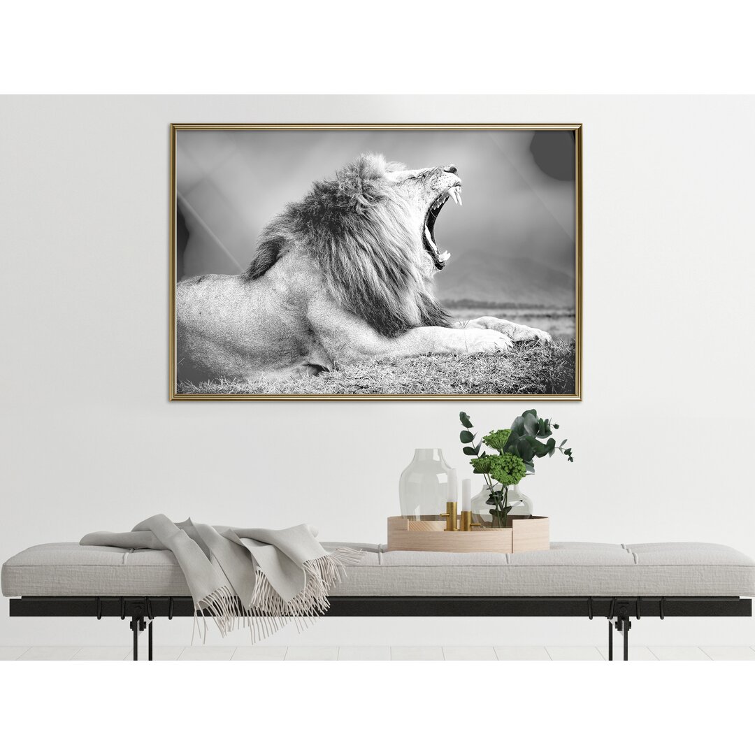 Gerahmtes Poster Yawning Lion