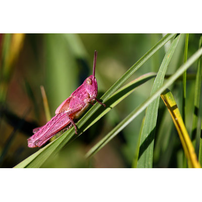 Chylie " Pink Grasshopper "