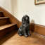 Statue réaliste de cocker spaniel assis, finition antique-1865567499