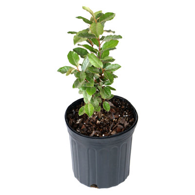 1 gal. Elaeagnus