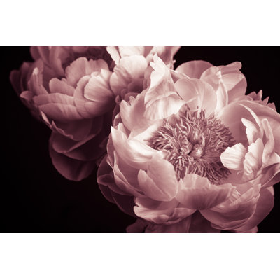 Peony Low Key by Esolla - Wrapped Canvas Print