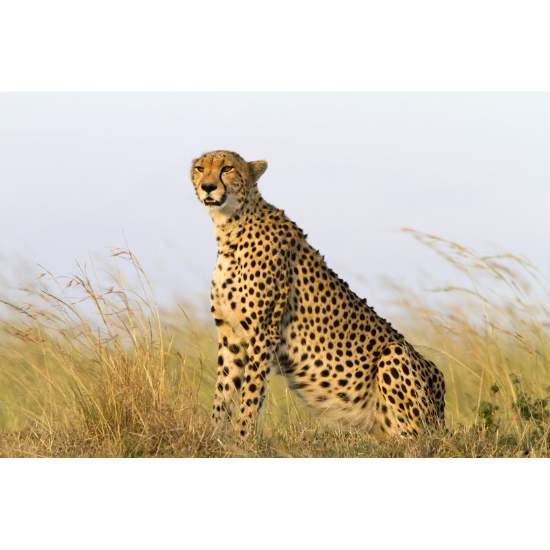 Cheetah Enjoying Afternoon Sun by Angelika - No Frame Print on Canvas, 51cm H x 76cm W