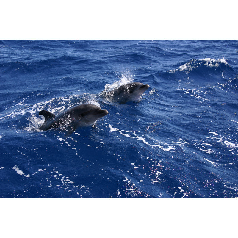 Deux dauphins par Jacintha, H 12 po x l 18 po