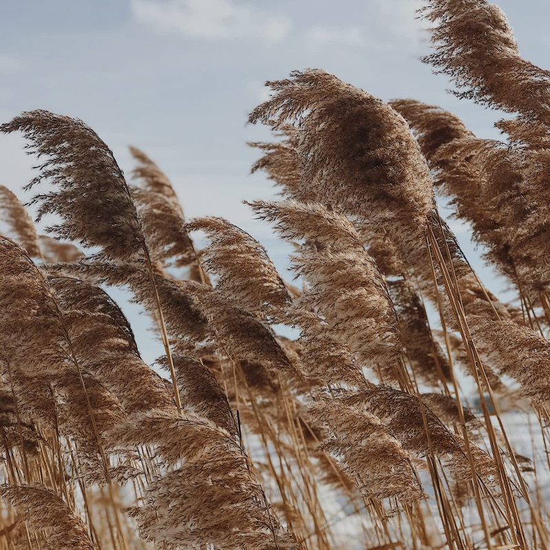 17'' Pampas Grass Plant