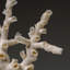 Genuine Branch Coral (1 Lb)