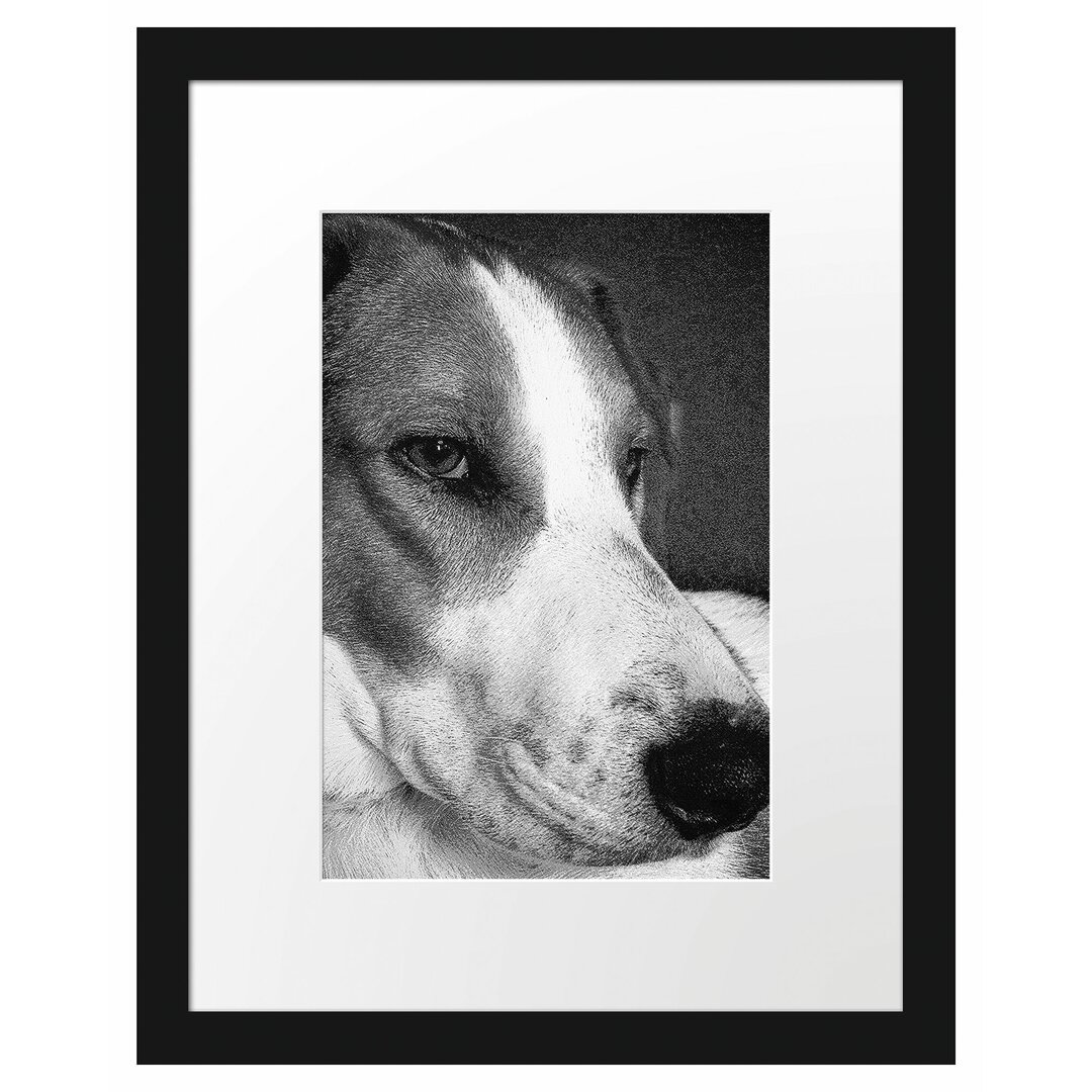 Gerahmtes Poster Jack Russel Terrier ruht sich aus