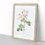 Damask Rose in White & Pink by Pierre-Joseph Redoute - Picture Frame Painting Print-55491029-55491031