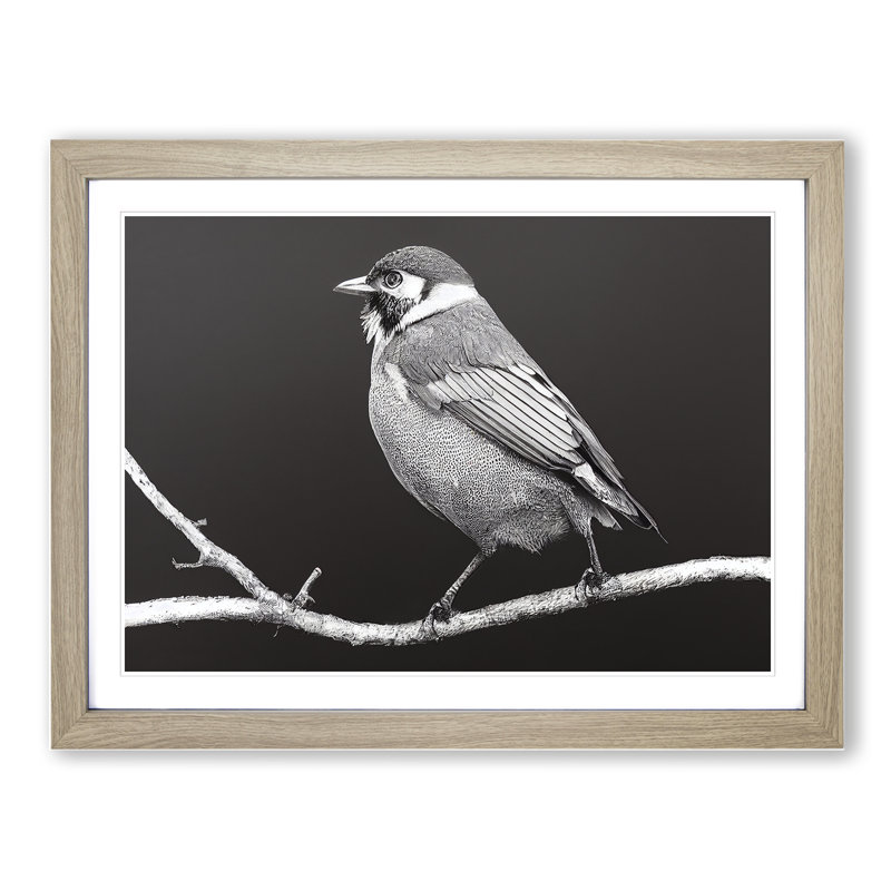 Attractive Bird - Single Picture Frame Print, Oak, 46cm H x 64cm W x 2cm D