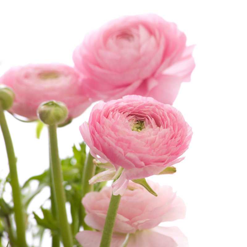 Renoncule rose pâle - photographie sur toile tendue, L 12 po x H 12 po