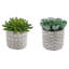 Succulent plante en pot 2 pièces