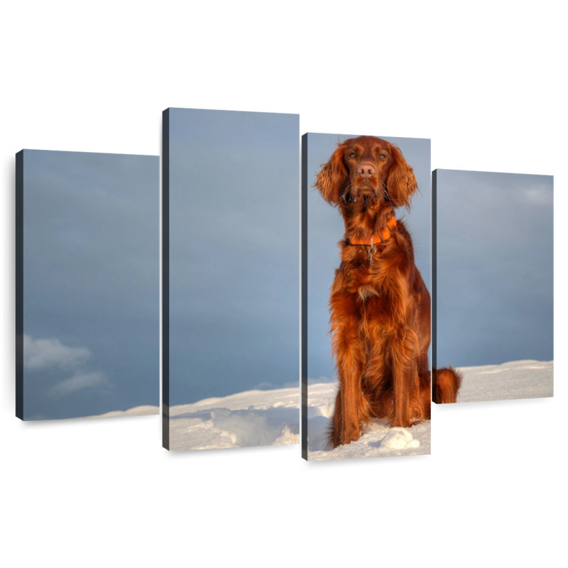 Irish Setter On Snow