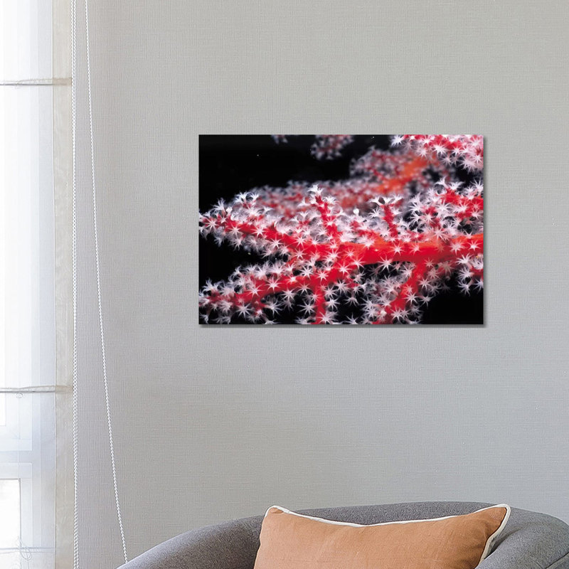 Red Gorgonian Coral by Unknown Artist - Wrapped Canvas Print, 66.04 cm H x 45.72 cm W x 1.91 cm D