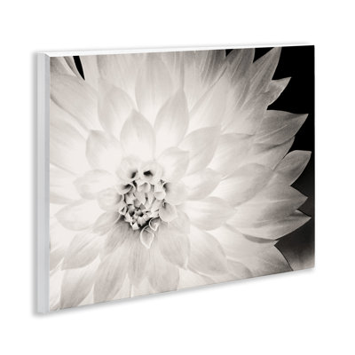 Strong Dahlia Petals Wall Plaque Art by Gail Peck