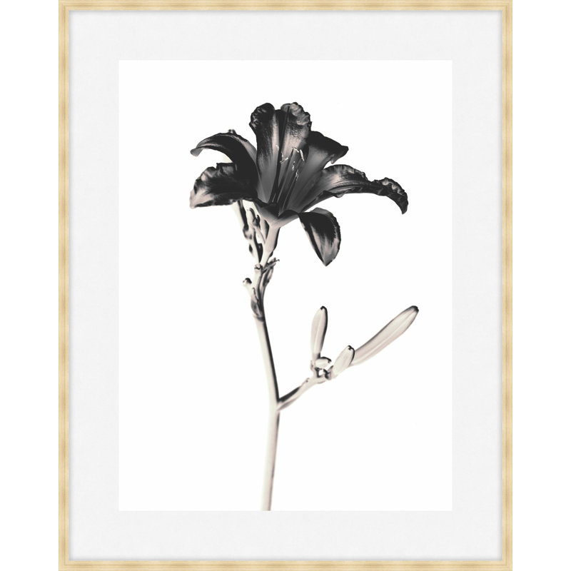 Flora Noir 2 Framed Print, 25.75" H x 21.75" W