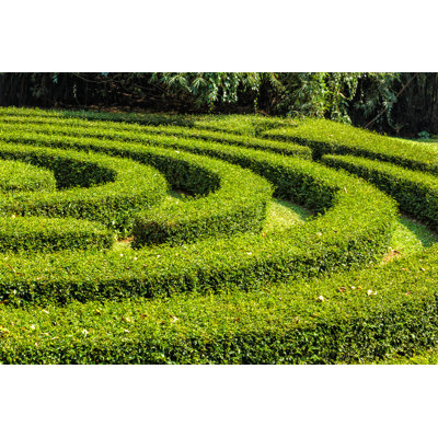 Labyrinth Of Bushes - Wrapped Canvas Print