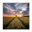 Christian Lindsten  Field Of Dreams Canvas Art-1714334776
