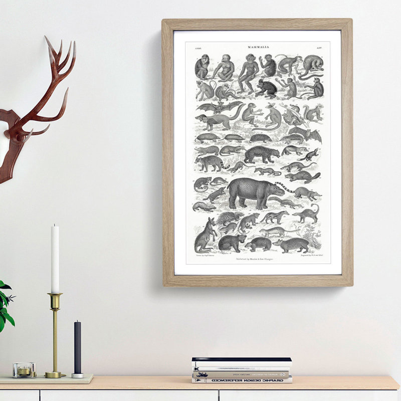 Study of Mammals LII by Oliver Goldsmith - Framed Print, Oak Framed, 87cm H x 62cm W x 2cm D