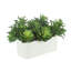 Agave et Echeveria en pot de fibres