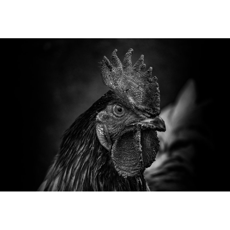 Dentelle Rooster by Ronnie Jackson - Wrapped Canvas Print, 51cm H x 76cm W x 3.8cm D