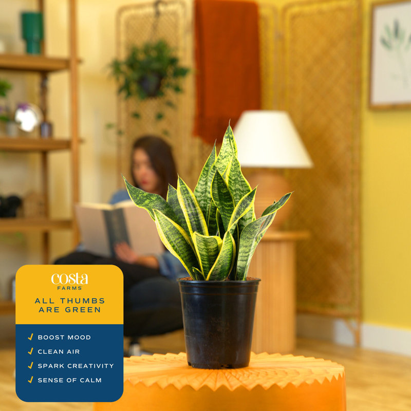 Live Snake Plant in Nursery Pot, 1, 14" H x 7" W x 7" D
