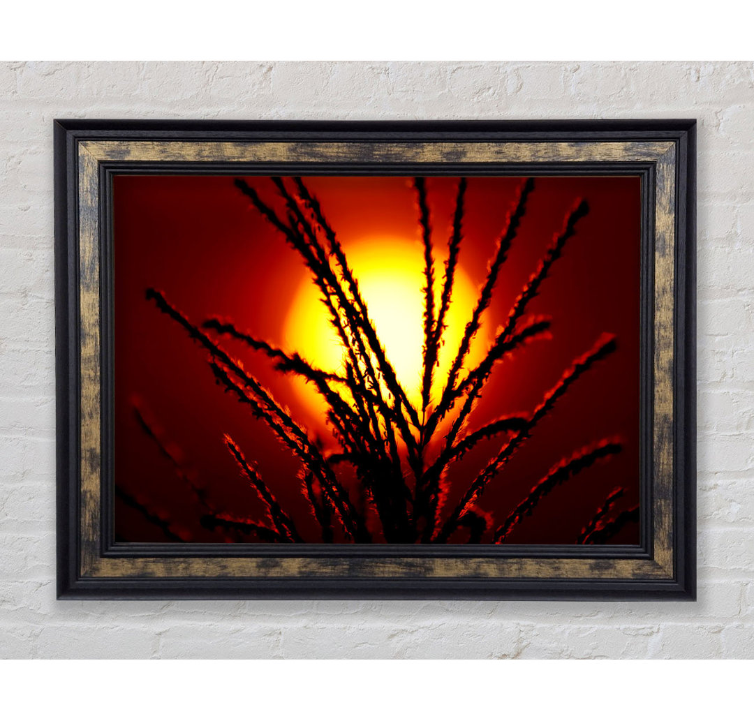 As The Sun Lights Up The Reeds - Einzelne Bilderrahmen Kunstdrucke