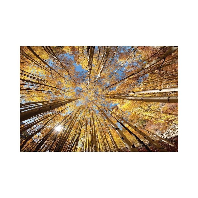 Colorado Autumn Splendor-OLE214, H 26 po x l 40 po x 1,5 po