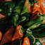 Tapisserie murale Légumes piments forts Serrano-133638821