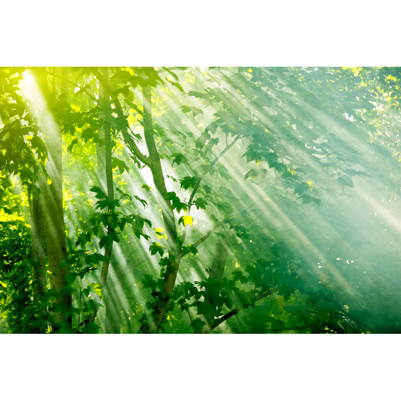 Fairy Forest by Smithore - Wrapped Canvas Print, 51cm H x 76cm W x 3.8cm D
