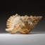 Genuine Murex Shell (1.7 Lbs)