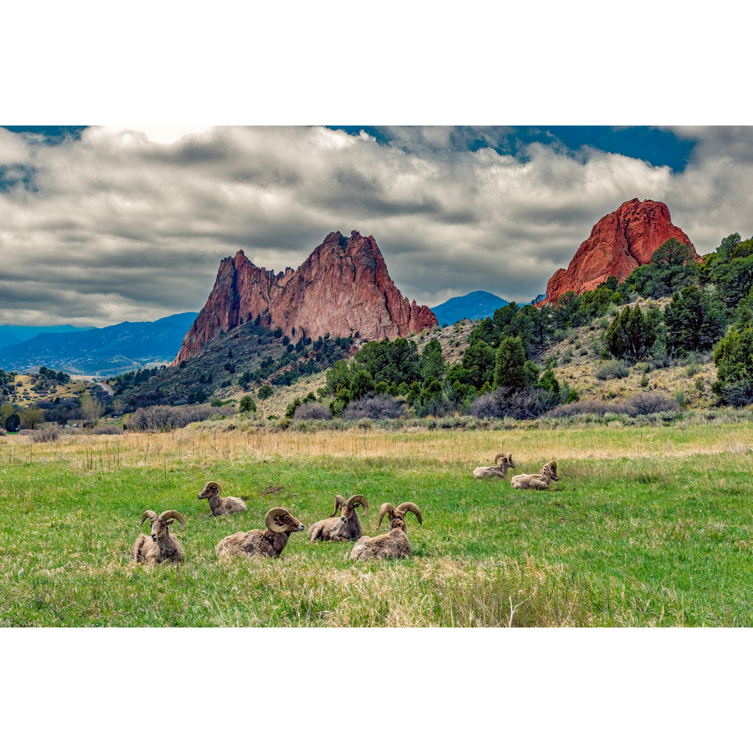 Big Horn Sheep von John Morrison - Drucken