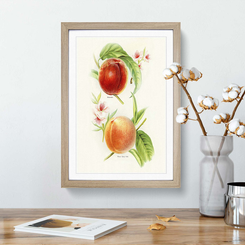 Vintage Illustration of Nectarines - Picture Frame Painting Print, 50cm H x 35cm W x 2cm D, Oak