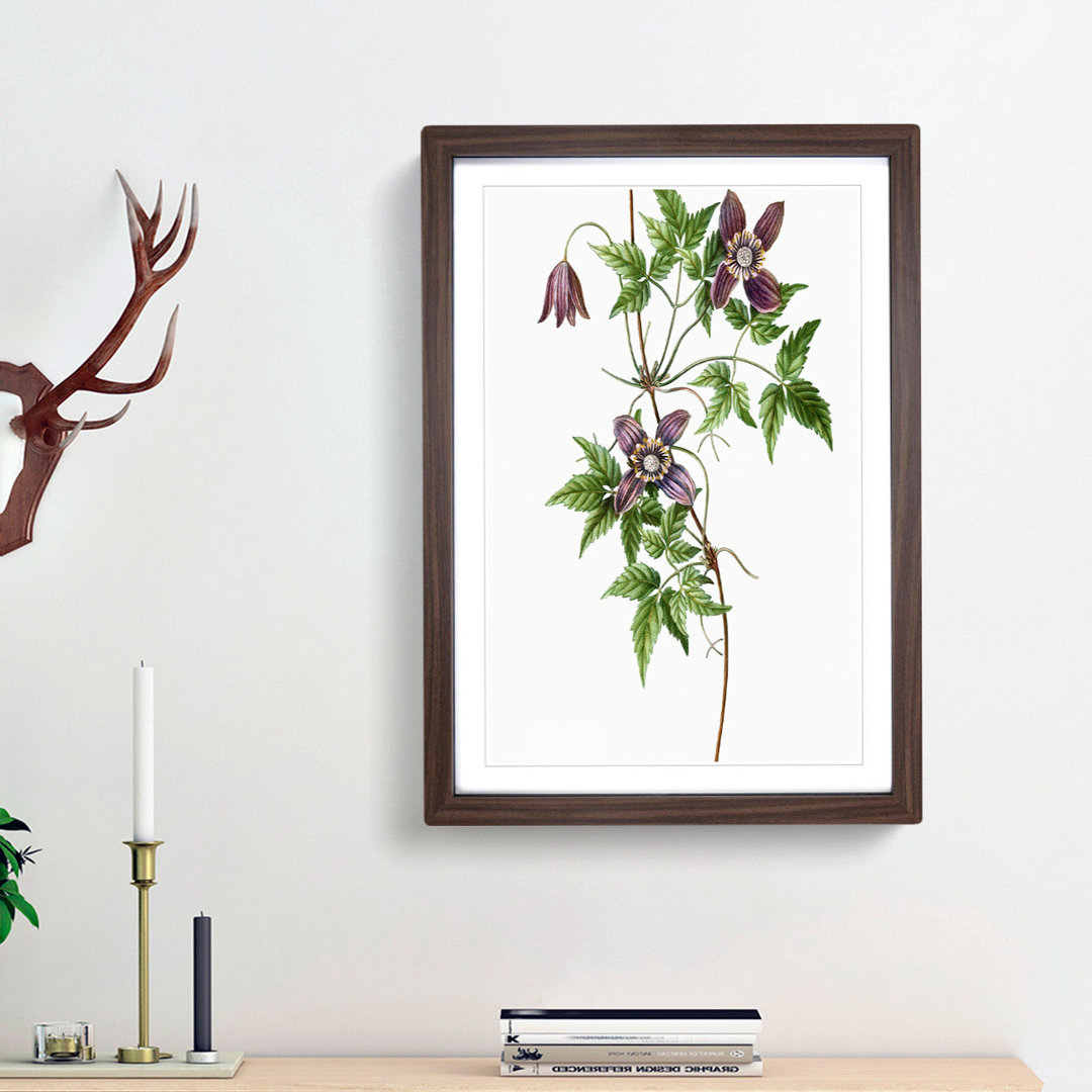 Alpine Clematis Flowers by Pierre-Joseph Redoute - Single Picture Frame Painting