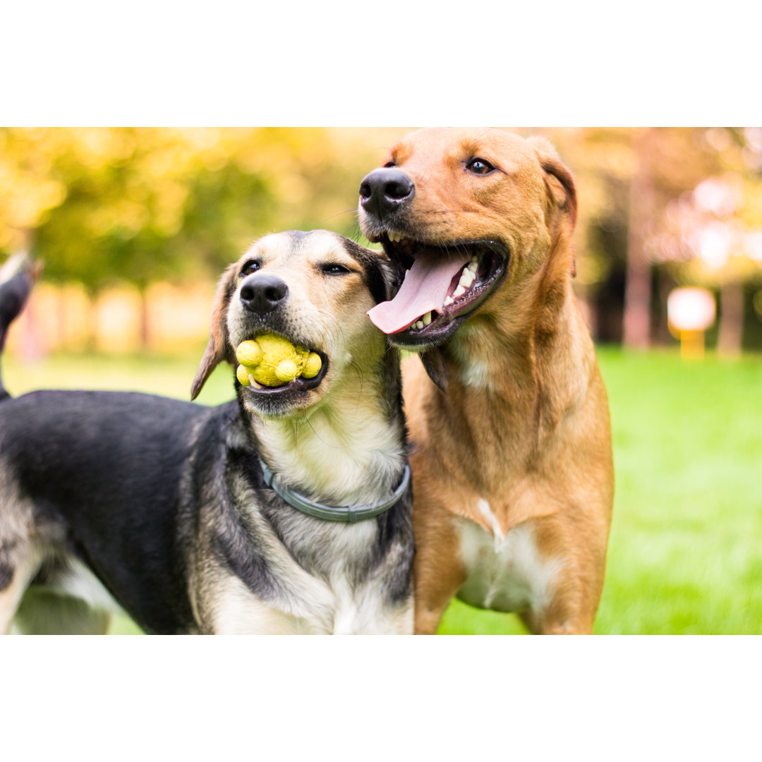 Leinwandbild Zwei liebevolle Hundeportraits im öffentlichen Park