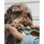 Coupe-ongles pour animaux : petit
