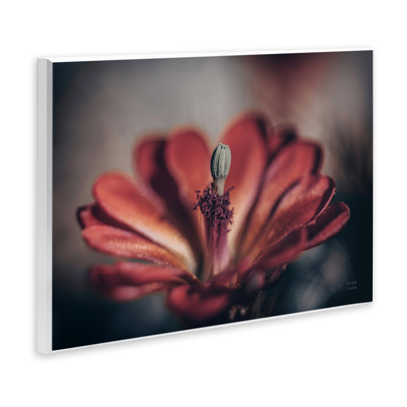 Art sur plaque «Red Elevation Bloom» par Nathan Larson, H 10 po x l 15 po